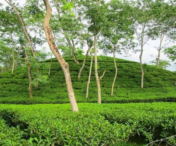 Malnicherra Tea Estate